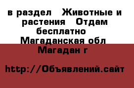  в раздел : Животные и растения » Отдам бесплатно . Магаданская обл.,Магадан г.